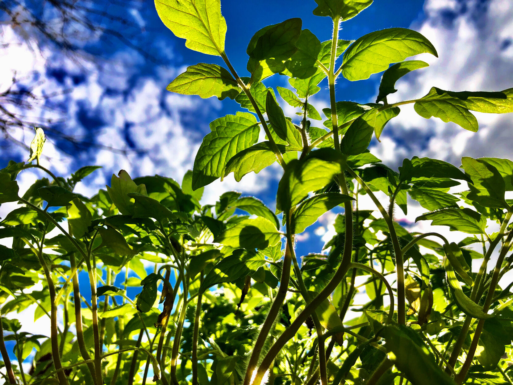 Tomato Plants